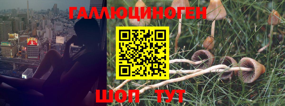 где купить наркоту  Богородицк  Галлюциногенные грибы GOLDEN TEACHER 