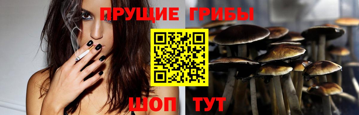 Богородицк  закладки  Вход с VPN  Галлюциногенные грибы Psilocybe 